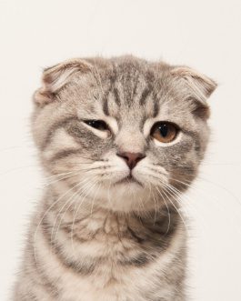 Scottish Fold by Carles Rodrigo 