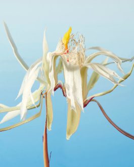 Flower IA by Carles Rodrigo 