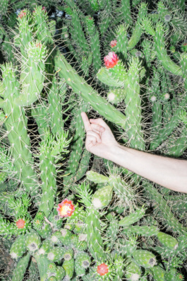 Fuck cactus Carles Rodrigo photography 