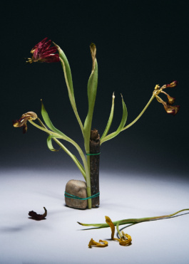 Carles Rodrigo photography 