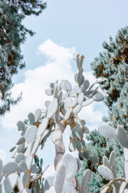 Cactus Carles Rodrigo photography 