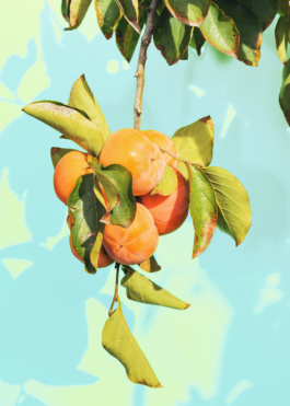 Carles Rodrigo photography 